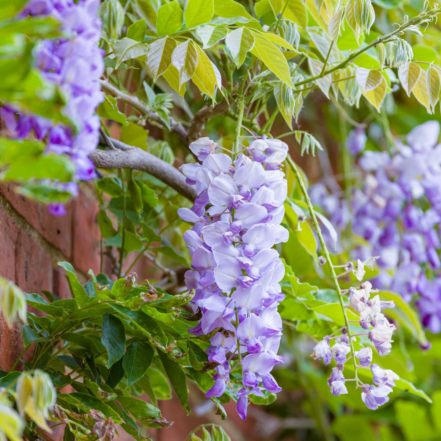 Amethyst Falls Wisteria