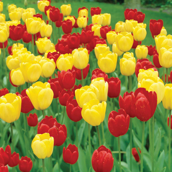 Apeldoorn Tulip Mixture