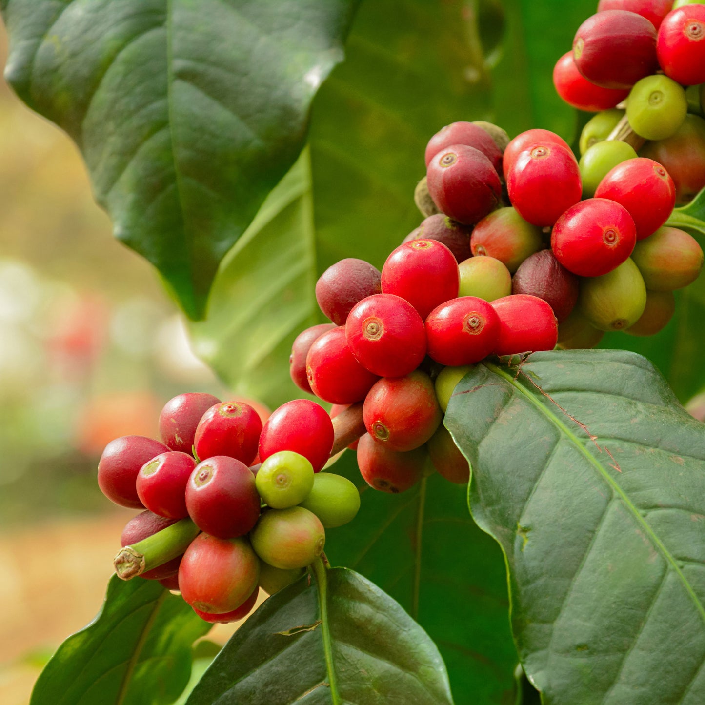 Arabica Coffee Plant