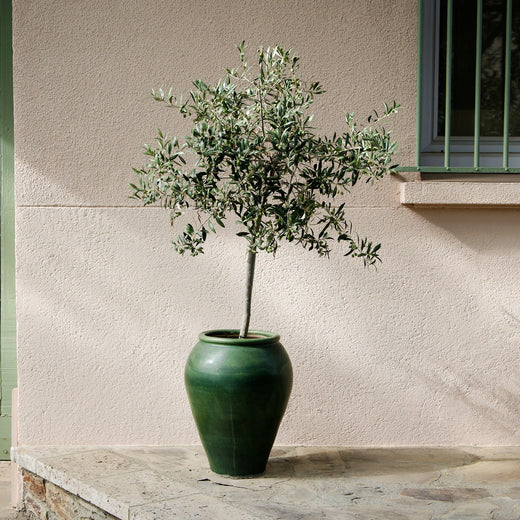 Arbequina Olive Tree