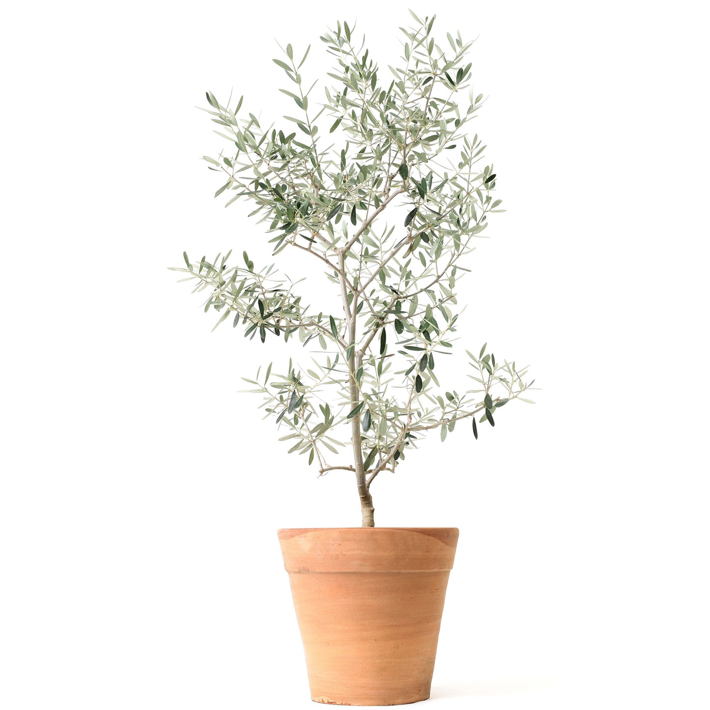 Olive Tree