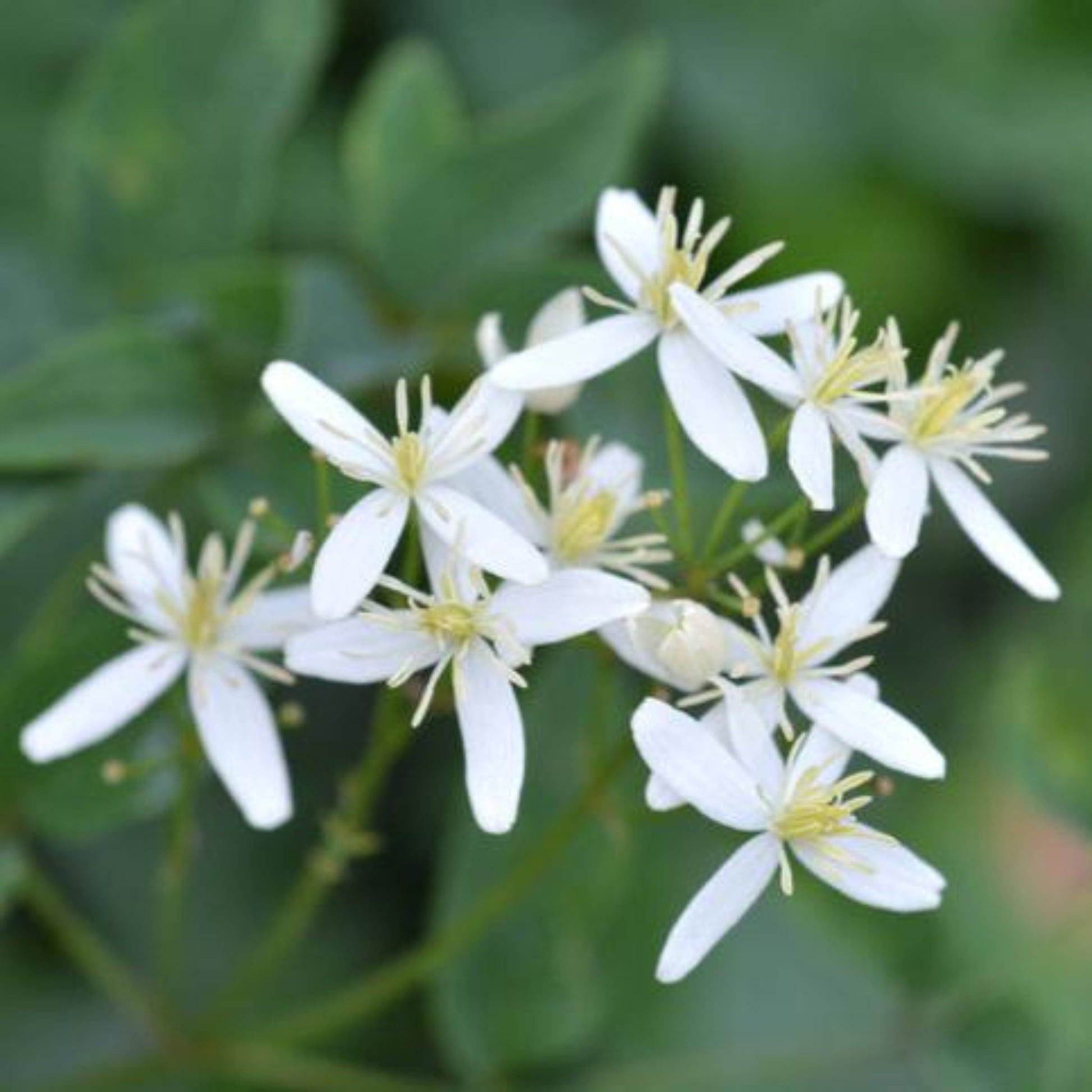 Armandii Snowdrift Clematis blooms