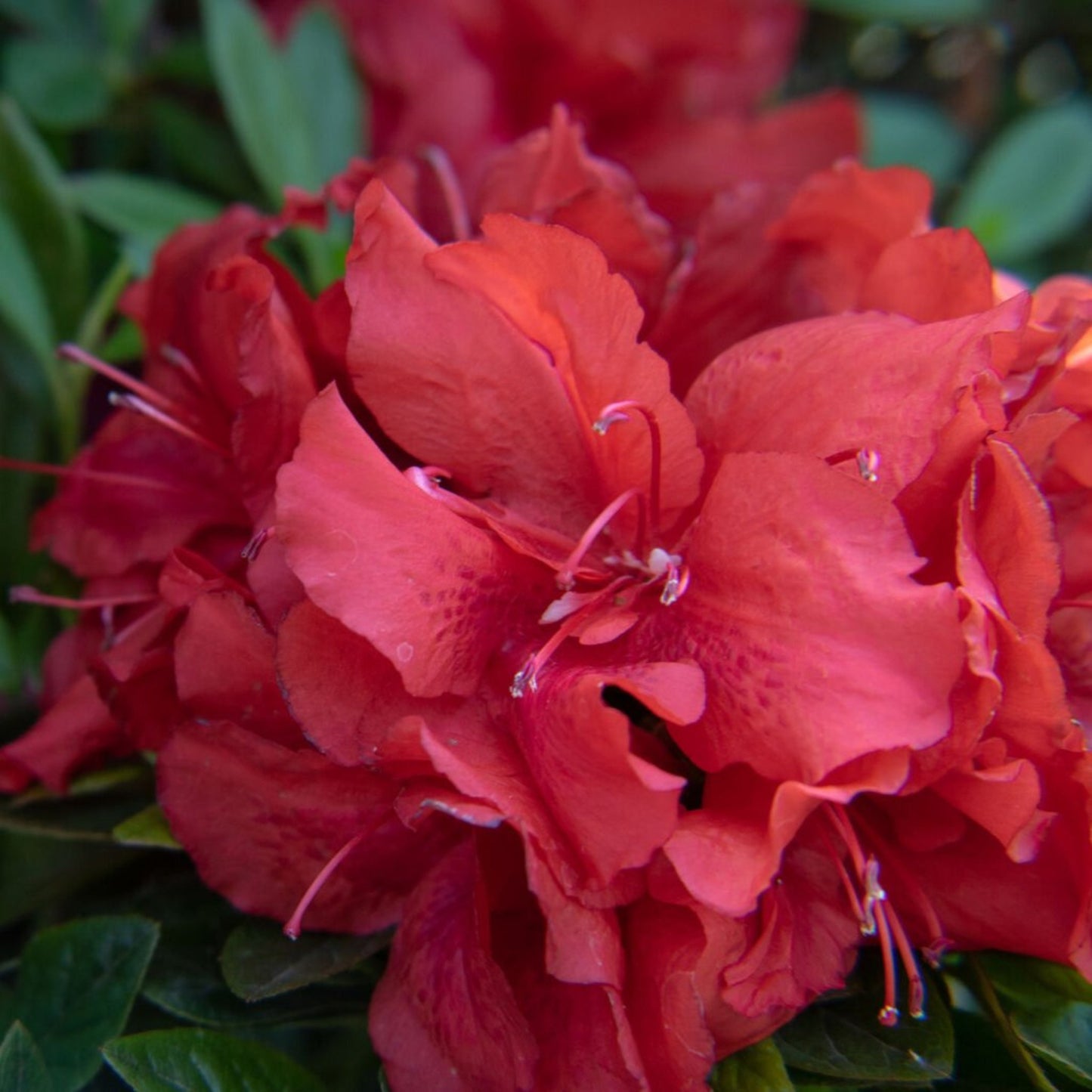 Ever After Ruby Azalea blooms