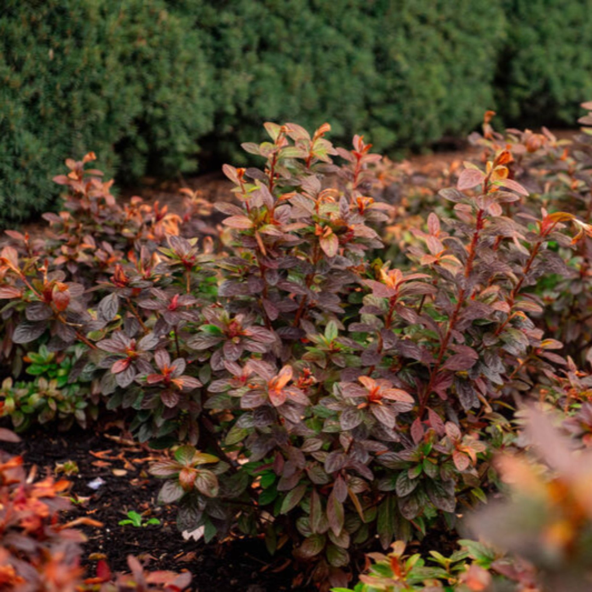 Ever After Ruby Azalea foliage