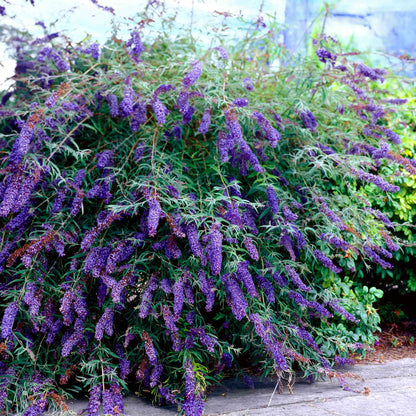 Black Knight Butterfly Bush