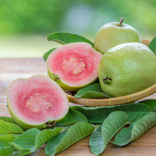 'Barbie Pink' Guava