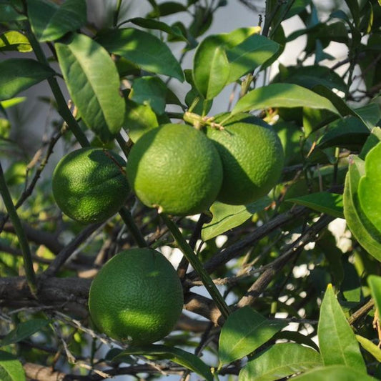 Persian Bearss Lime Tree fruit