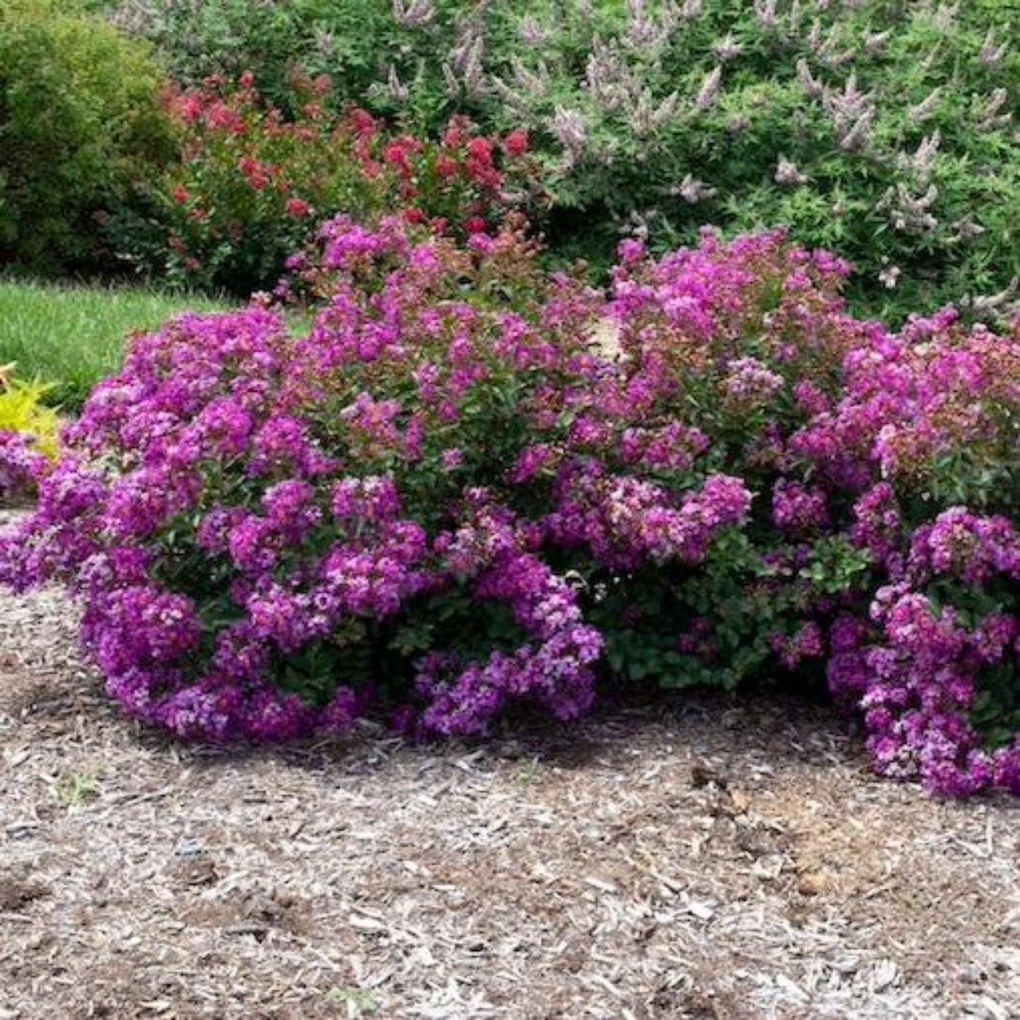 Bellini Grape Crape Myrtle