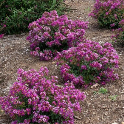 Bellini Grape Crape Myrtle