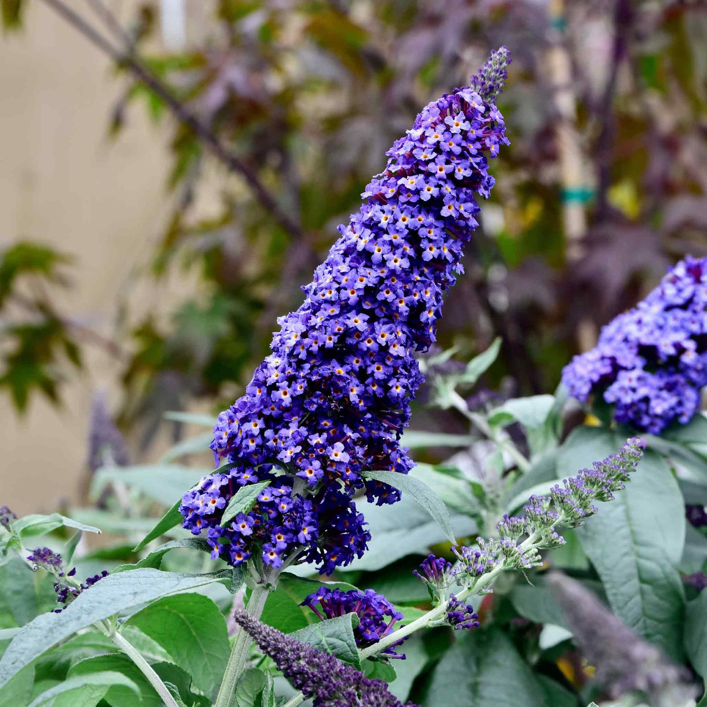 Black Knight Butterfly Bush