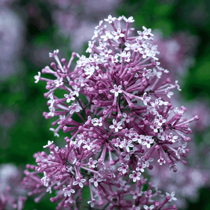 Bloomerang Lilac Bush