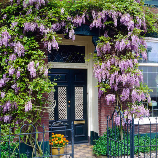 Blue Moon Wisteria