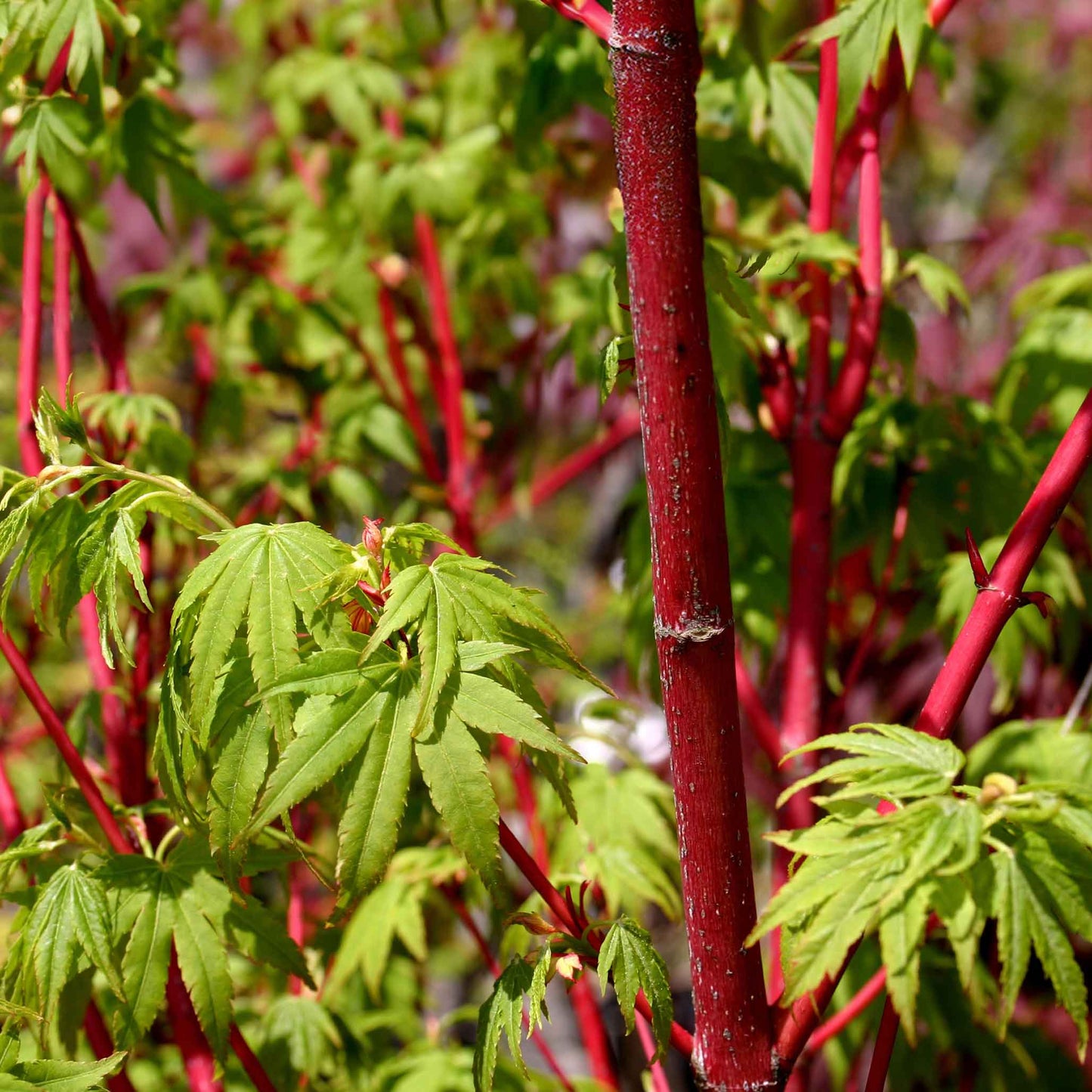 Coral Bark Japanese Maple Tree