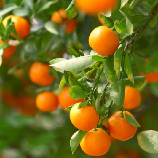 California Honey Mandarin Tree fruit