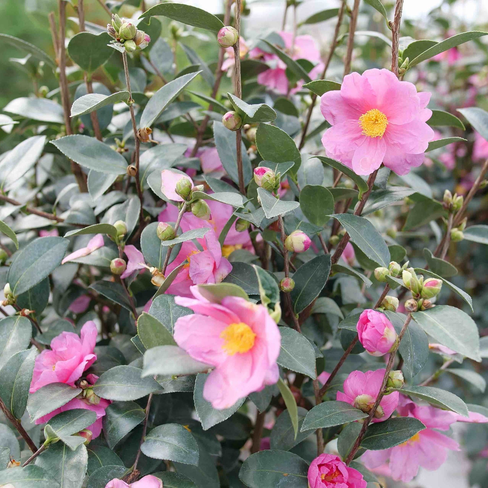Just Chill® Double Mauve Camellia