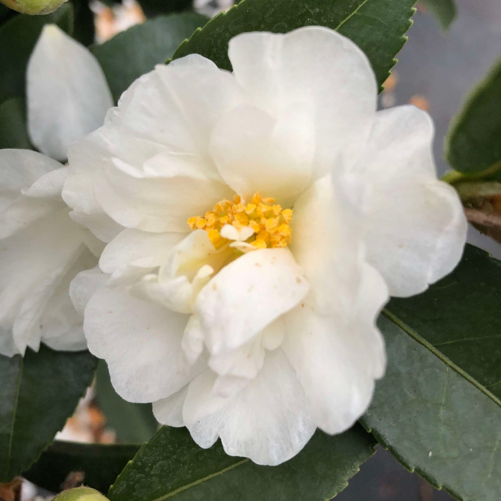 Just Chill® Double White Camellia