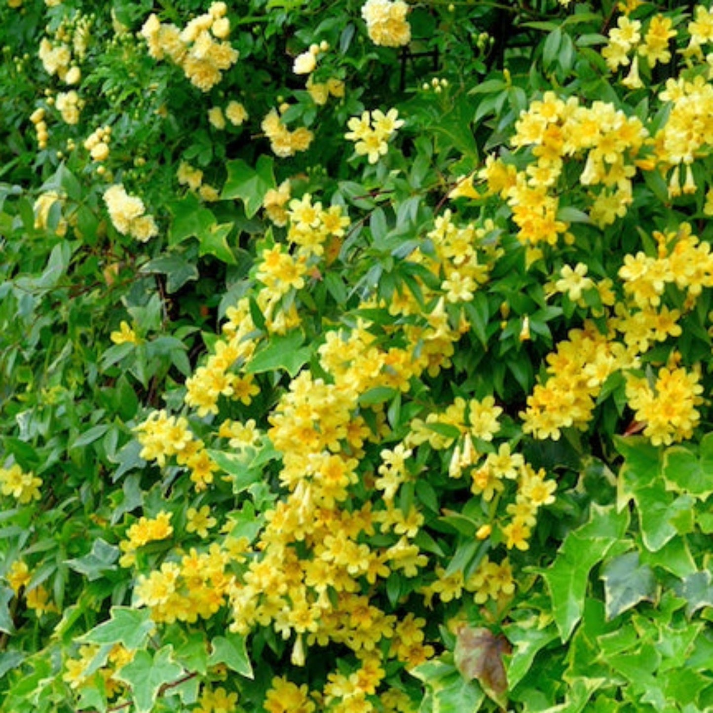 Carolina Jasmine flowers