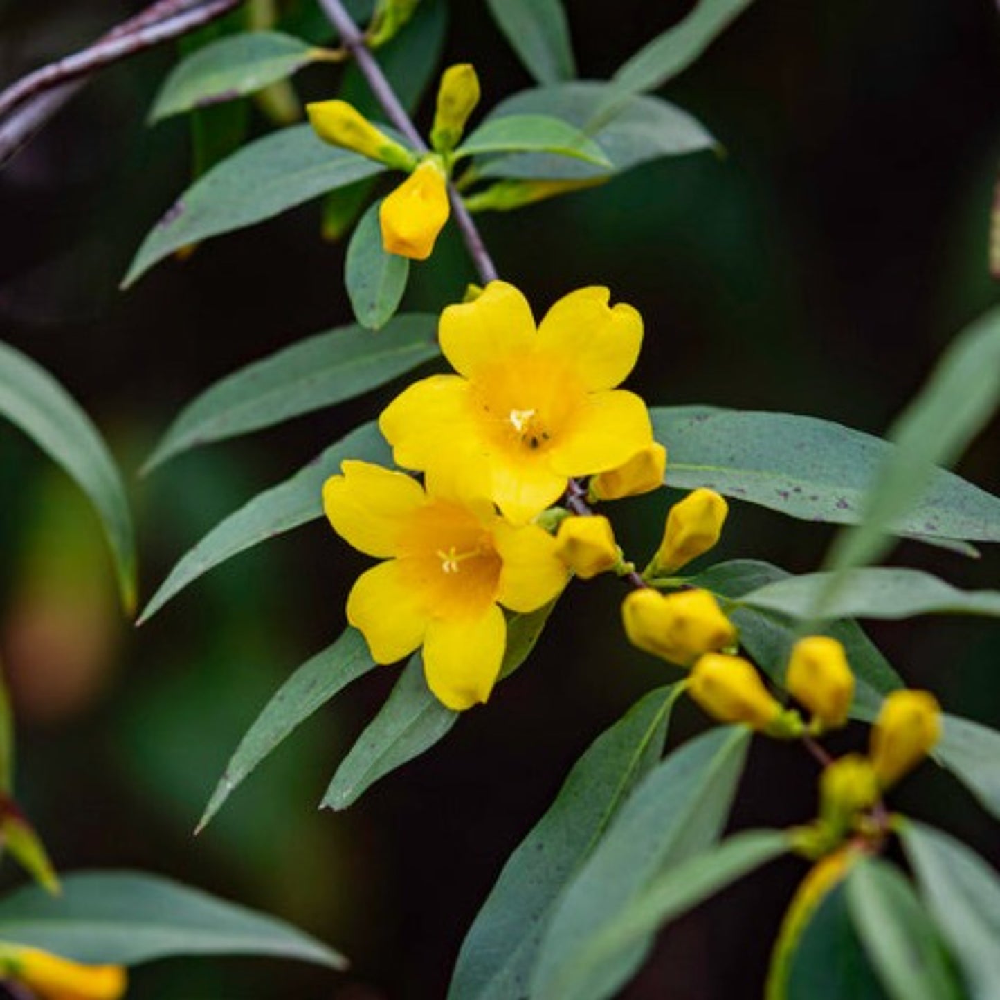 Carolina Jasmine flowers