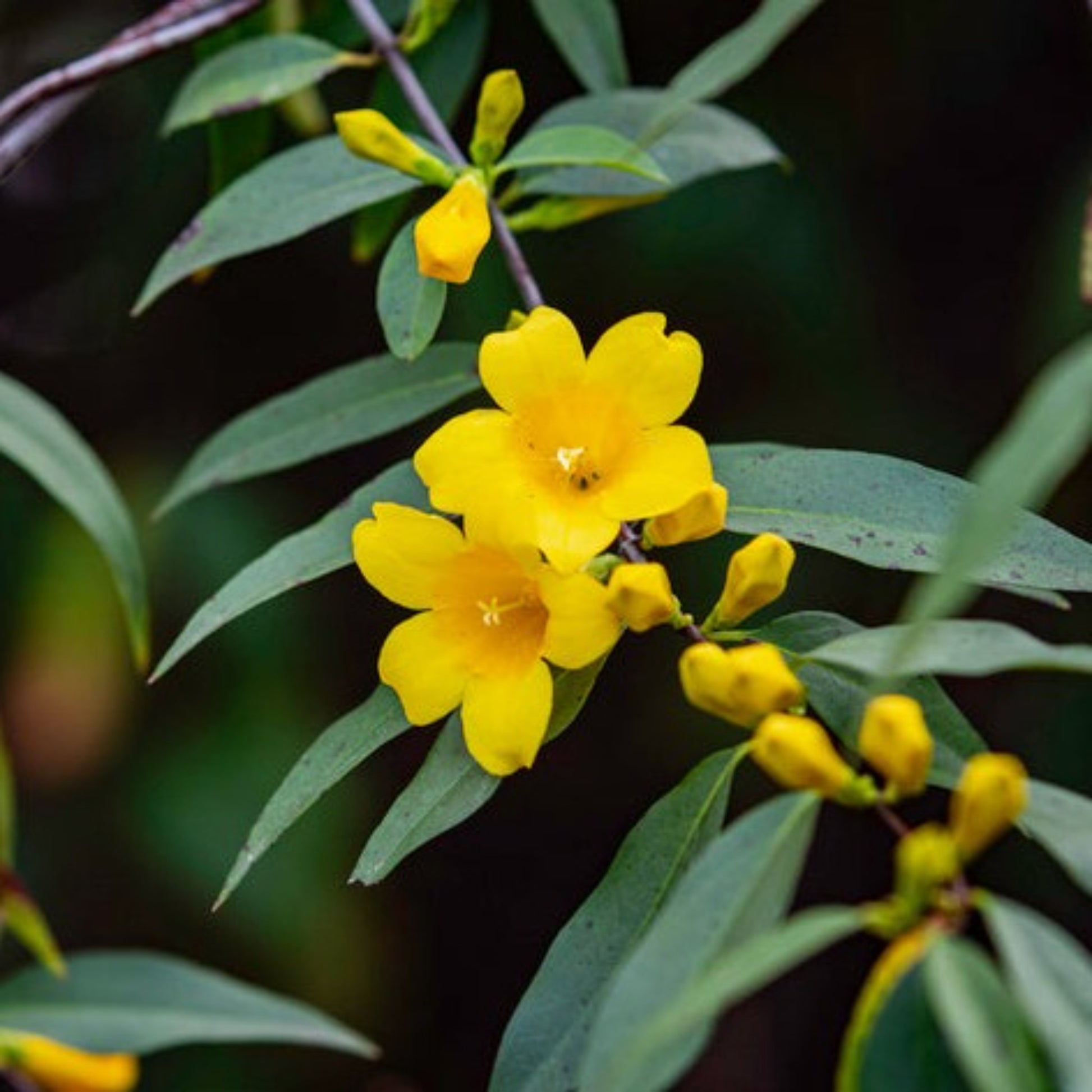 Carolina Jasmine flowers