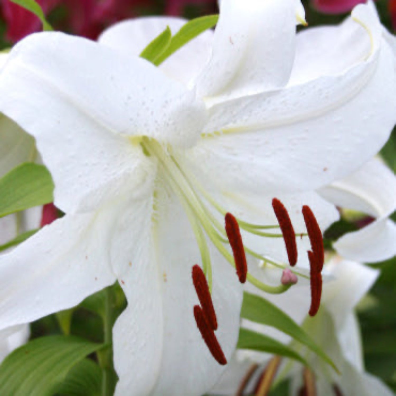 Casa Blanca Oriential Lily