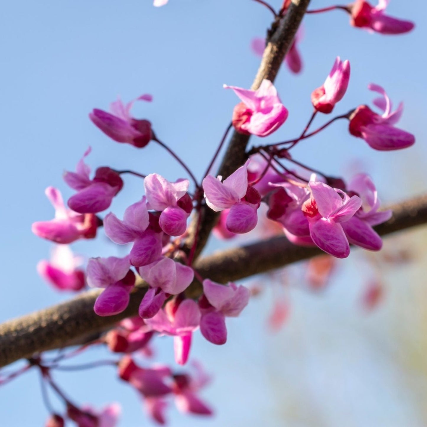 Flame Thrower Redbud flowers