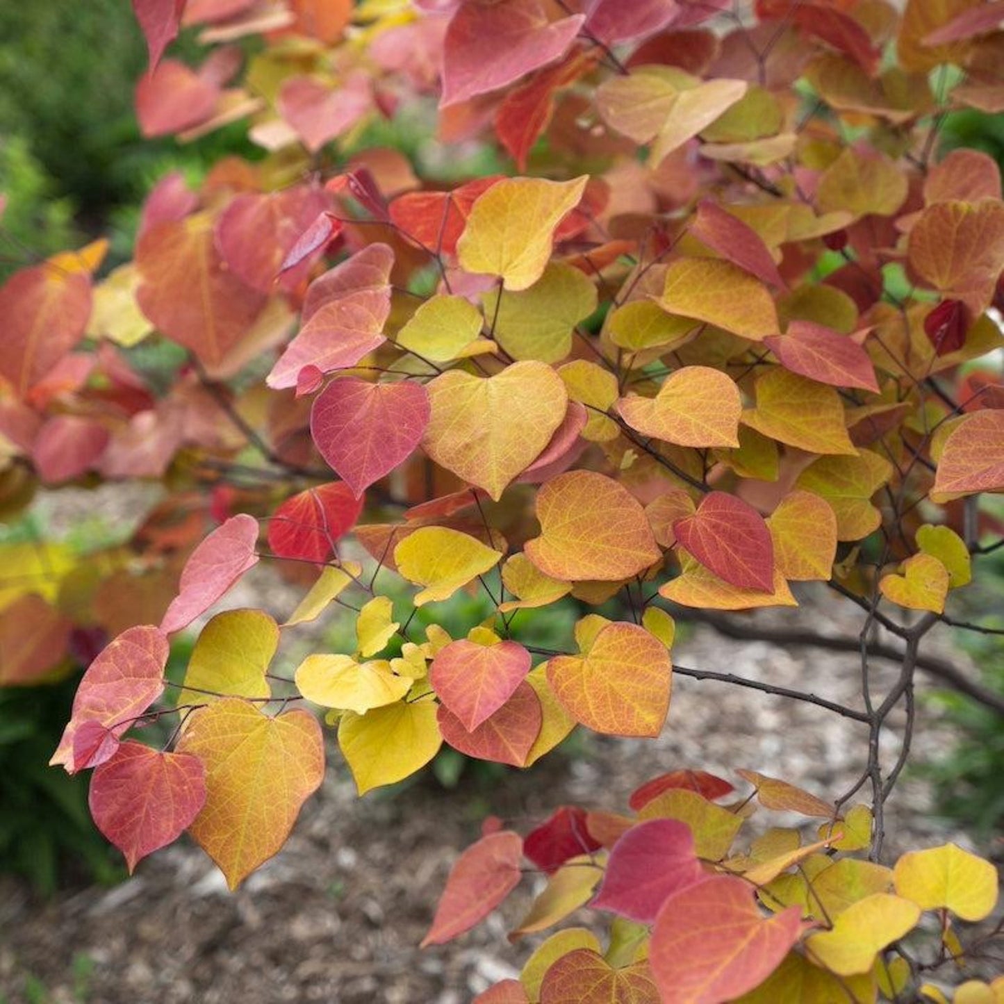 Flame Thrower Redbud foliage