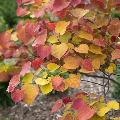 Flame Thrower Redbud foliage