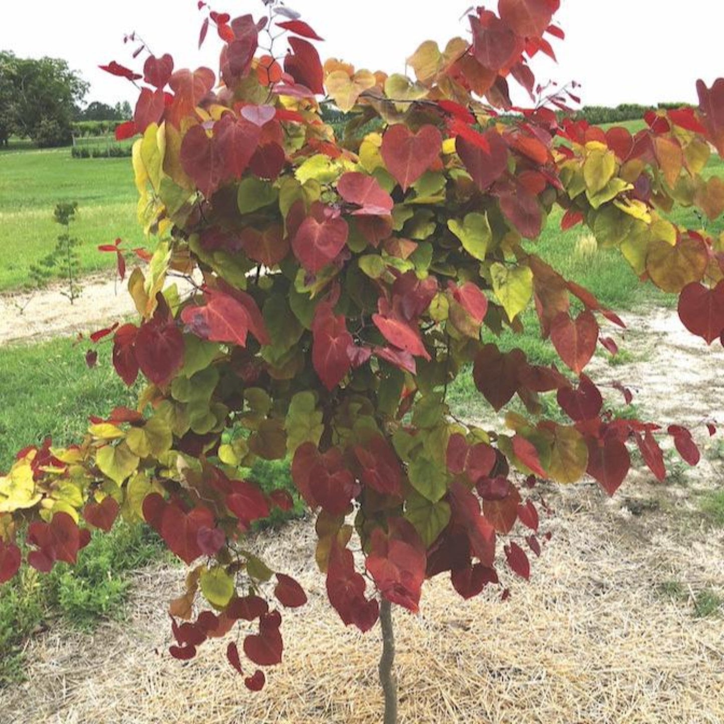 Flame Thrower Redbud