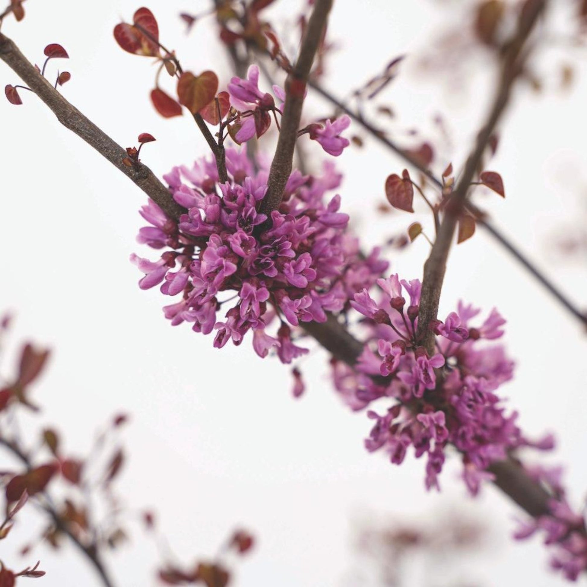 Garden Gems Amethyst Redbud flowers