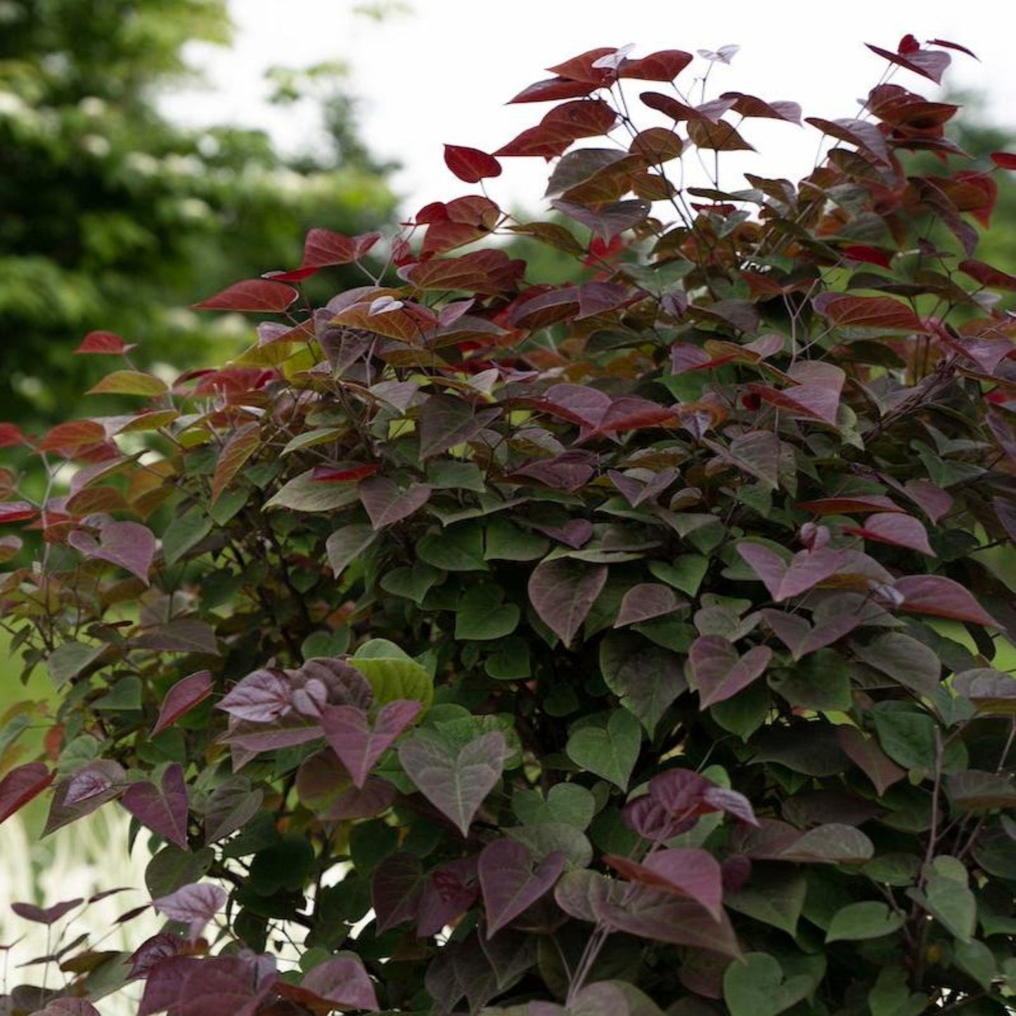 Garden Gems Amethyst Redbud foliage