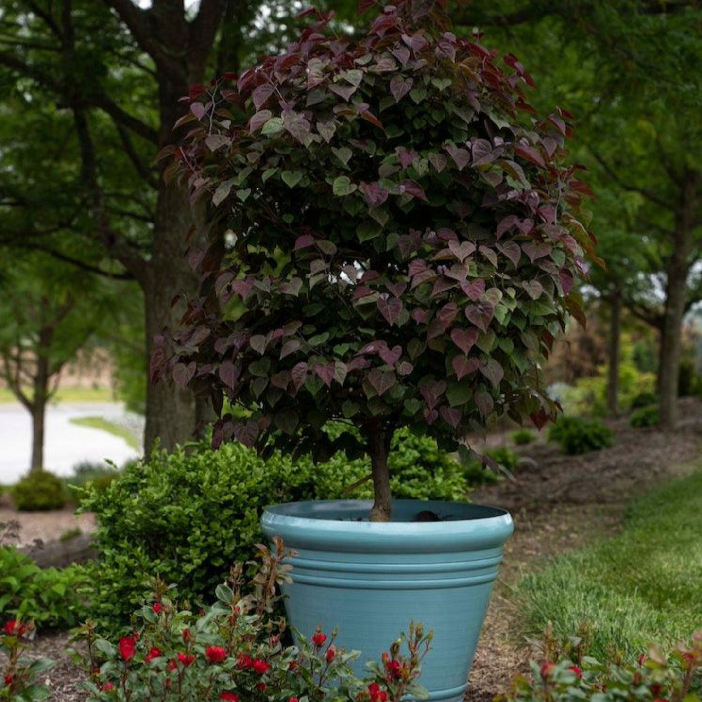 Garden Gems Amethyst Redbud