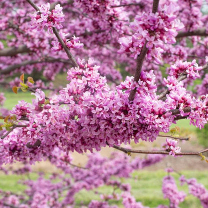 Garden Gems Emerald Redbud flowers