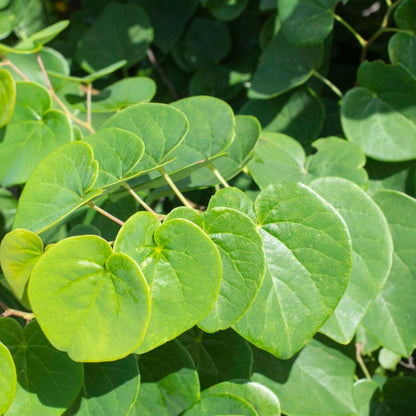 Garden Gems Emerald Redbud foliage