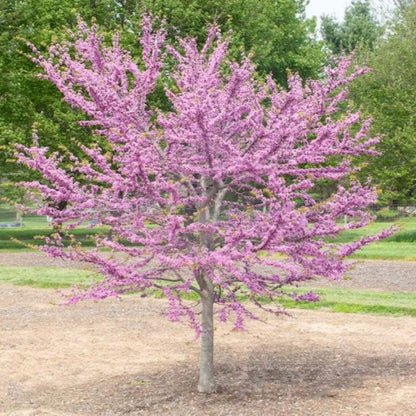 Garden Gems Emerald Redbud