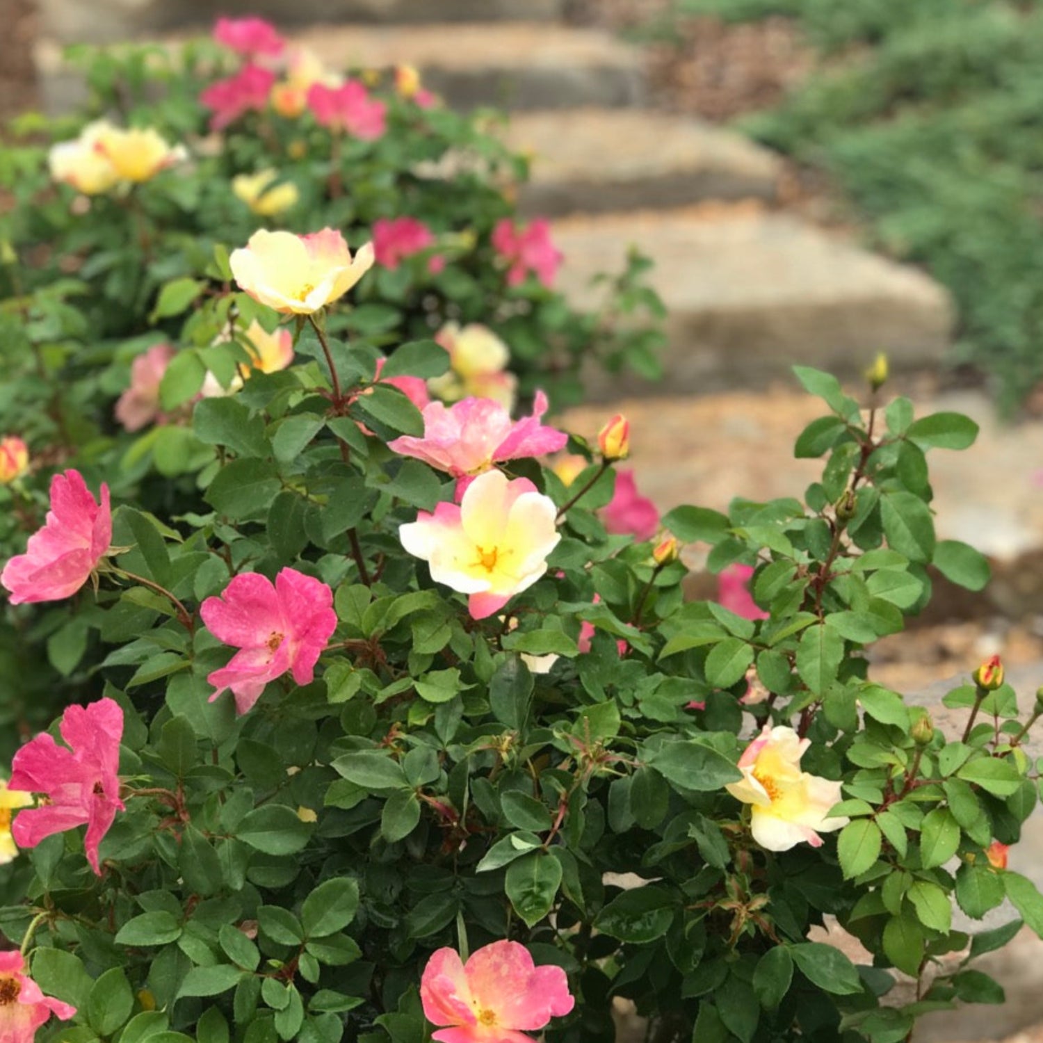 The Champion Sunblush Rose Bush