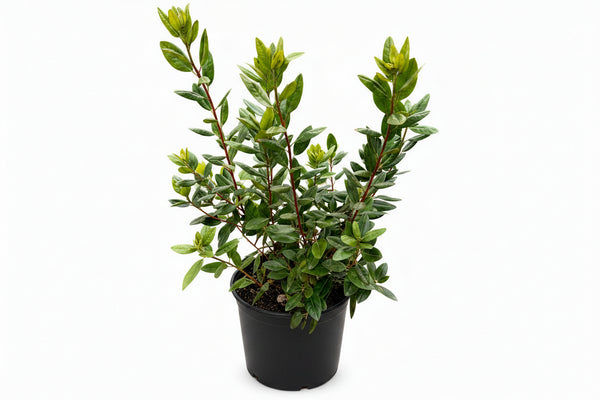 PJM Rhododendron