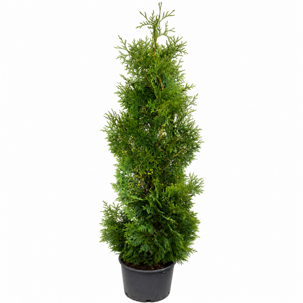 Holmstrup Arborvitae