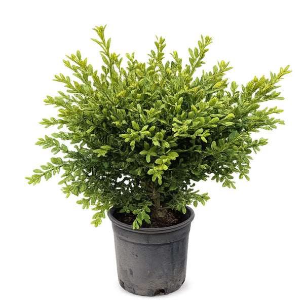 Wilson Northern Charm™ Boxwood