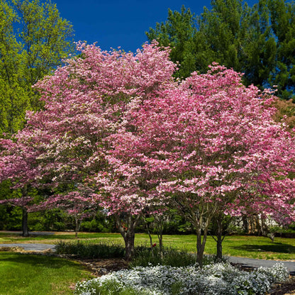 Cherokee Brave Pink Dogwood