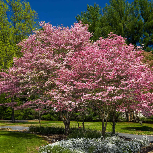 Cherokee Brave Pink Dogwood