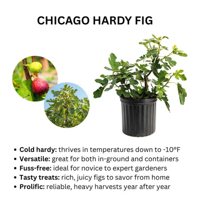 Chicago Hardy Fig Tree