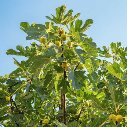 Fig Orchard Pack