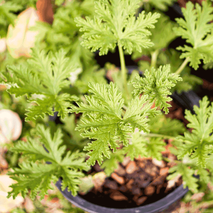 Citronella Bush