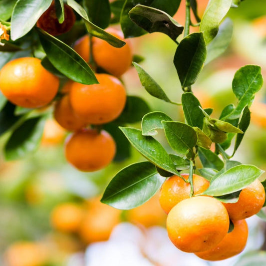 Clementine Mandarin Tree fruit