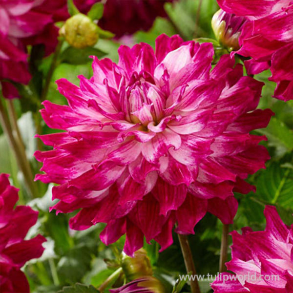 Cloudy Sky Dahlia