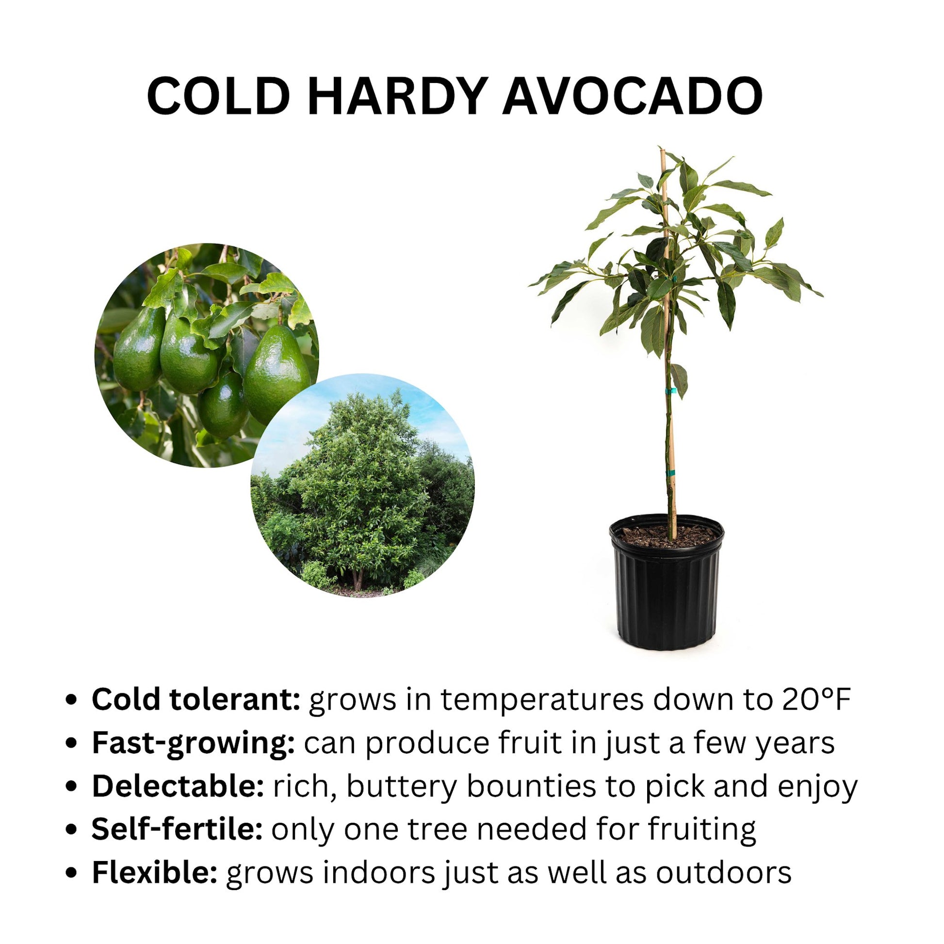 Cold Hardy Avocado Tree