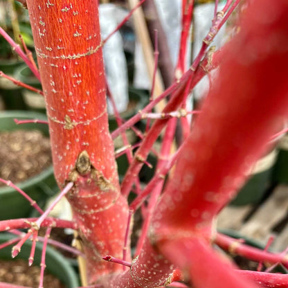 Coral Bark Japanese Maple Tree