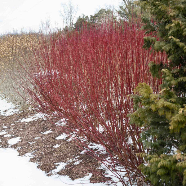 Arctic Fire® Red Twig Dogwood