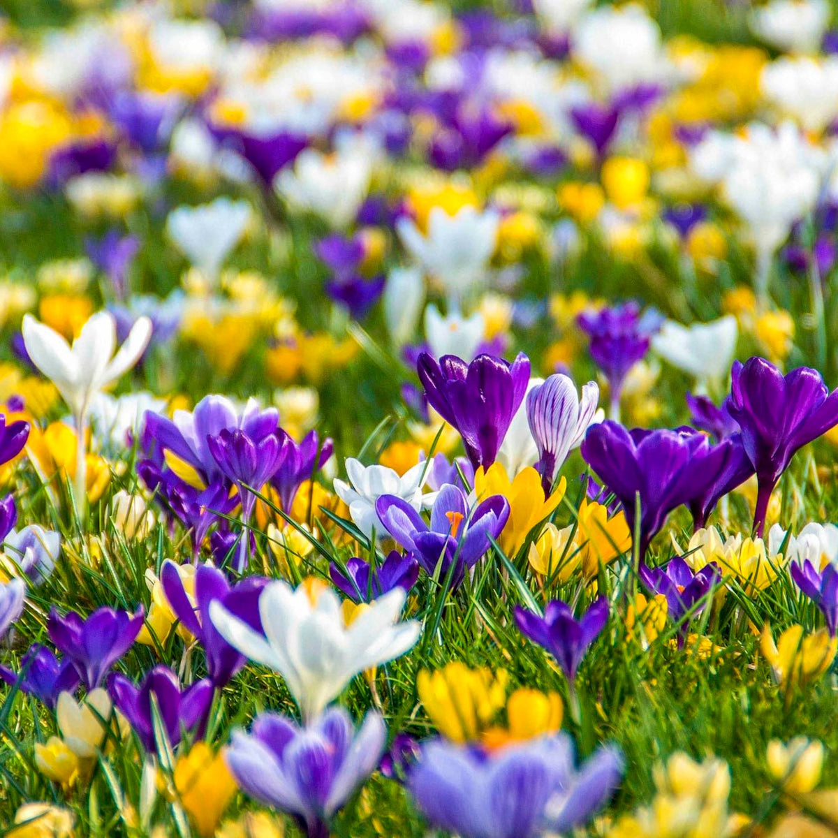Giant Crocus Mix