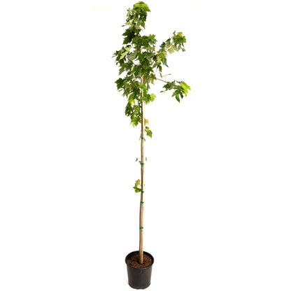 Autumn Blaze® Red Maple Tree